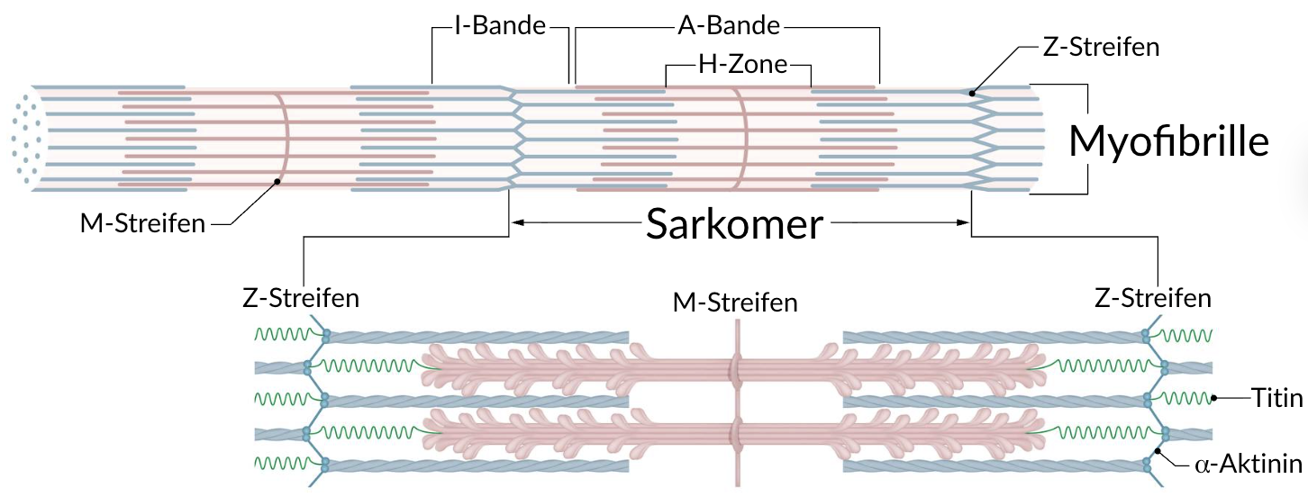 <p>D. Myofibrils of skeletal muscle fibers</p>