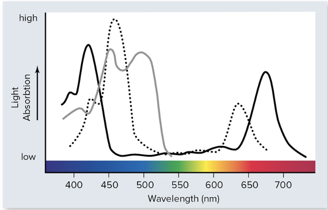 <p><span>On the following diagram of the absorption spectra of various pigments, the </span><strong><u>dotted</u></strong><span> line shows the absorption spectrum of _______</span></p>