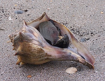 <p>Knobbed Whelk</p>