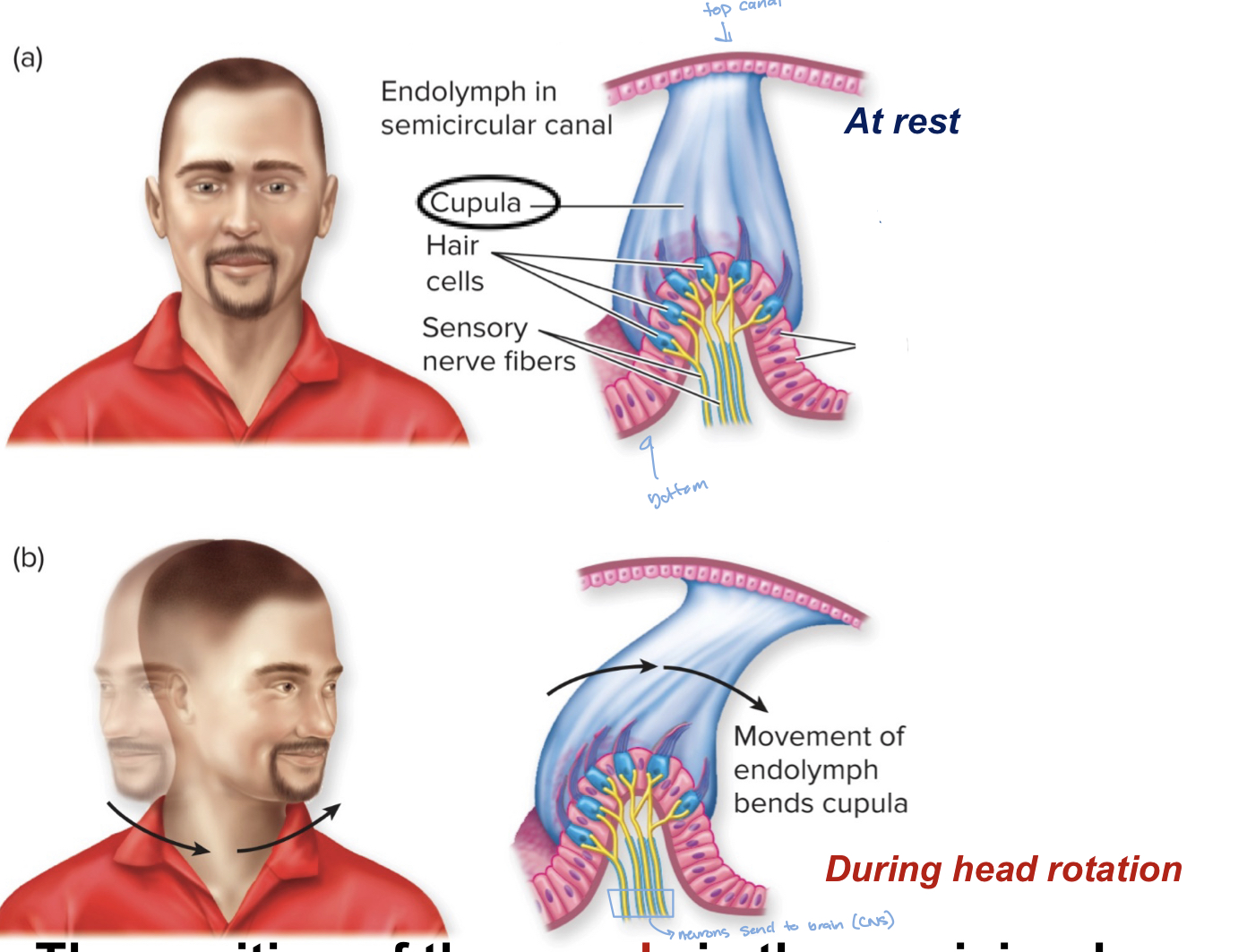 <p>-the cupula is connected to the semicircular canals of the ear</p><ul><li><p>when the head moves side to side, the cupula moves/bends which stimulate hair cells that send signals to brain.</p></li></ul>