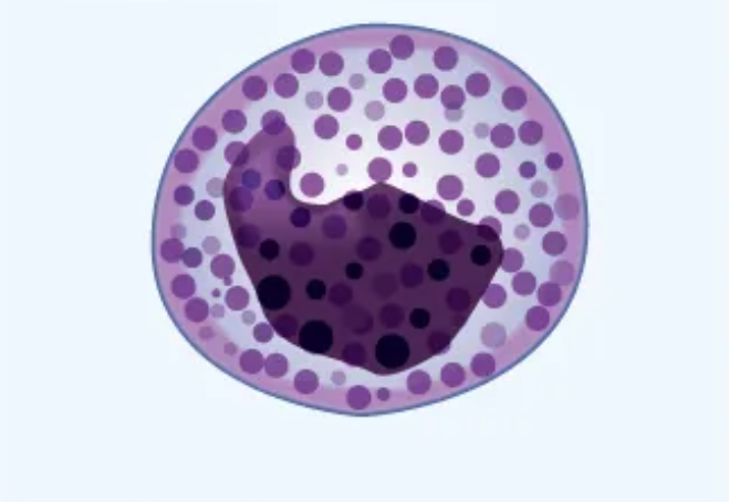 <p>What cell is this? </p>