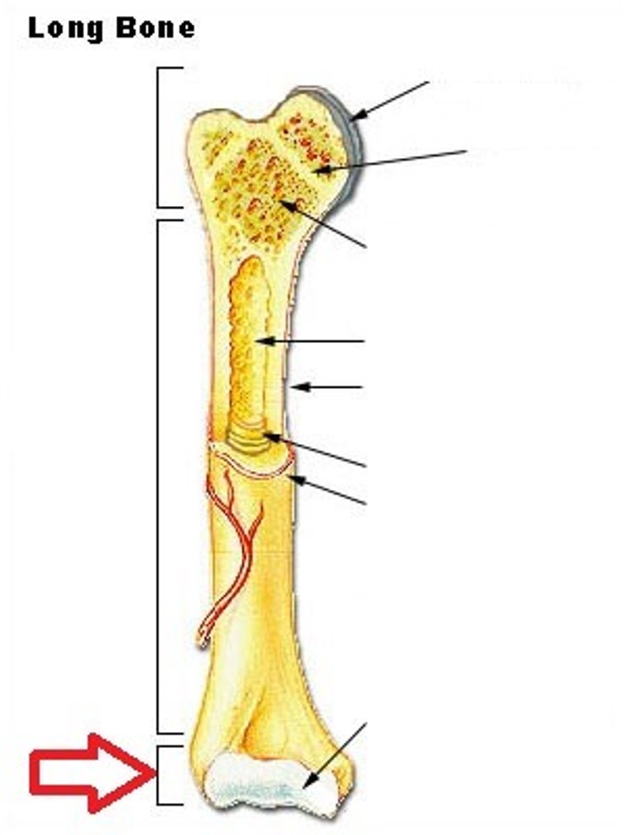 <p>End of a long bone</p>