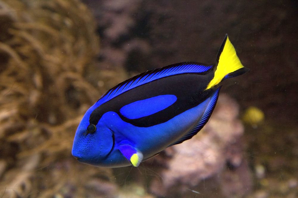 <p>dory</p>