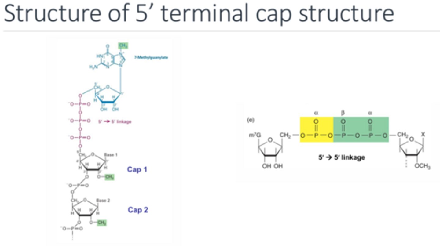 <p>The 5’ most end is the 7-methyl guanine followed by the triphosphate of the first nucleotide via a 5’-5’ linkage. This linkage is very unusual. The 5’ exonuclease is designed to cleave at a 5’-3’ linkage between bases so it is unable to cleave at the 5’-5’ linkage. The triphosphate is then bound to cap 1 nucleotide which is bound to cap 2 nucleotide. Both these cap nucleotides have an extra methyl group added on as well.</p>