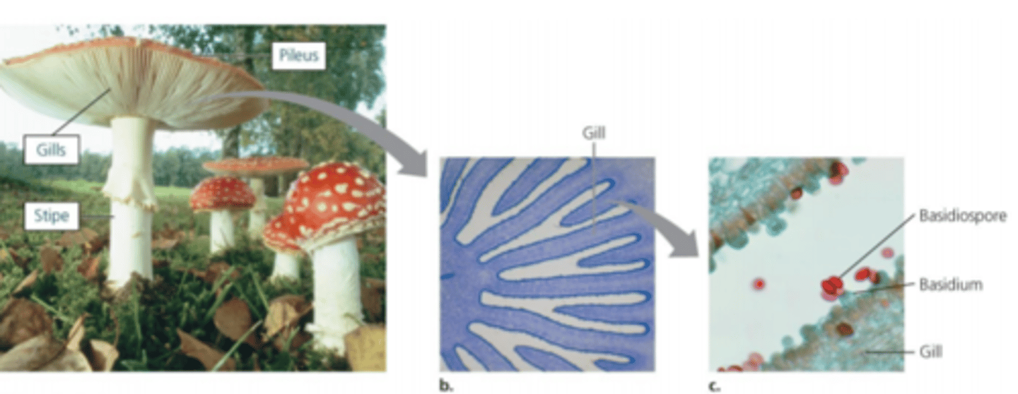 <p>Typically environmental fungi (decomposers) with sexual spores borne externally on club-shaped structures called basidia (found on gills of mushrooms) or just the ends of hyphae - include <em>Cryptococcus</em> (opportunistic pathogen)</p>