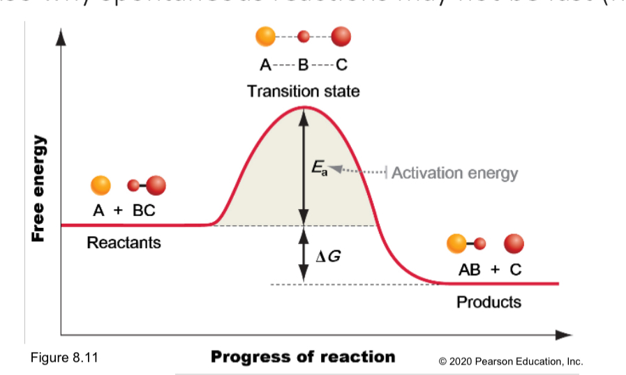 <p>All reaction require ____ amount of kinetic energy to _____ bonds and form a ____ state is called ____</p>