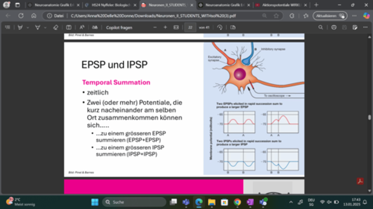 <p>EPSP + EPSP → größere Depolarisation</p><p>IPSP + IPSP → stärkere Hyperpolarisation</p>