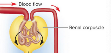 <p>Glomerular filtration</p>