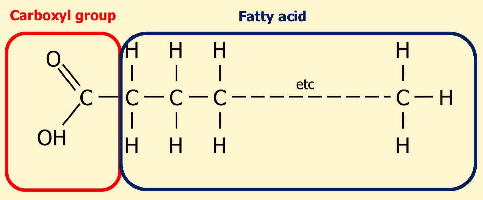 <p>Carboxyl group and fatty acid </p>