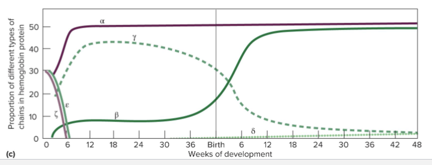 <ul><li><p>Embryonic (Z and e) and fetal (y) hemoglobins bind more tightly to oxygen to facilitate transfer of oxygen from mother to embryo or fetus</p></li><li><p>Adult hemoglobin binds oxygen less tightly to allow delivery of oxygen to organs</p></li></ul><p></p>