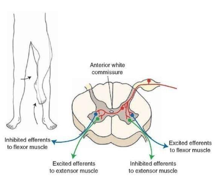 <ol><li><p><strong>ipsilateral</strong>: connect afferents to efferents on the <strong>same side of cord</strong></p></li><li><p><strong>contralateral</strong>: connect afferents to efferents on the <strong>opposite side of cord</strong></p></li><li><p><strong>intersegmental:</strong> ascending/descending, carries afferent signals to efferents located <strong>1 or more spinal segments above/below its origin</strong></p></li></ol><p></p>