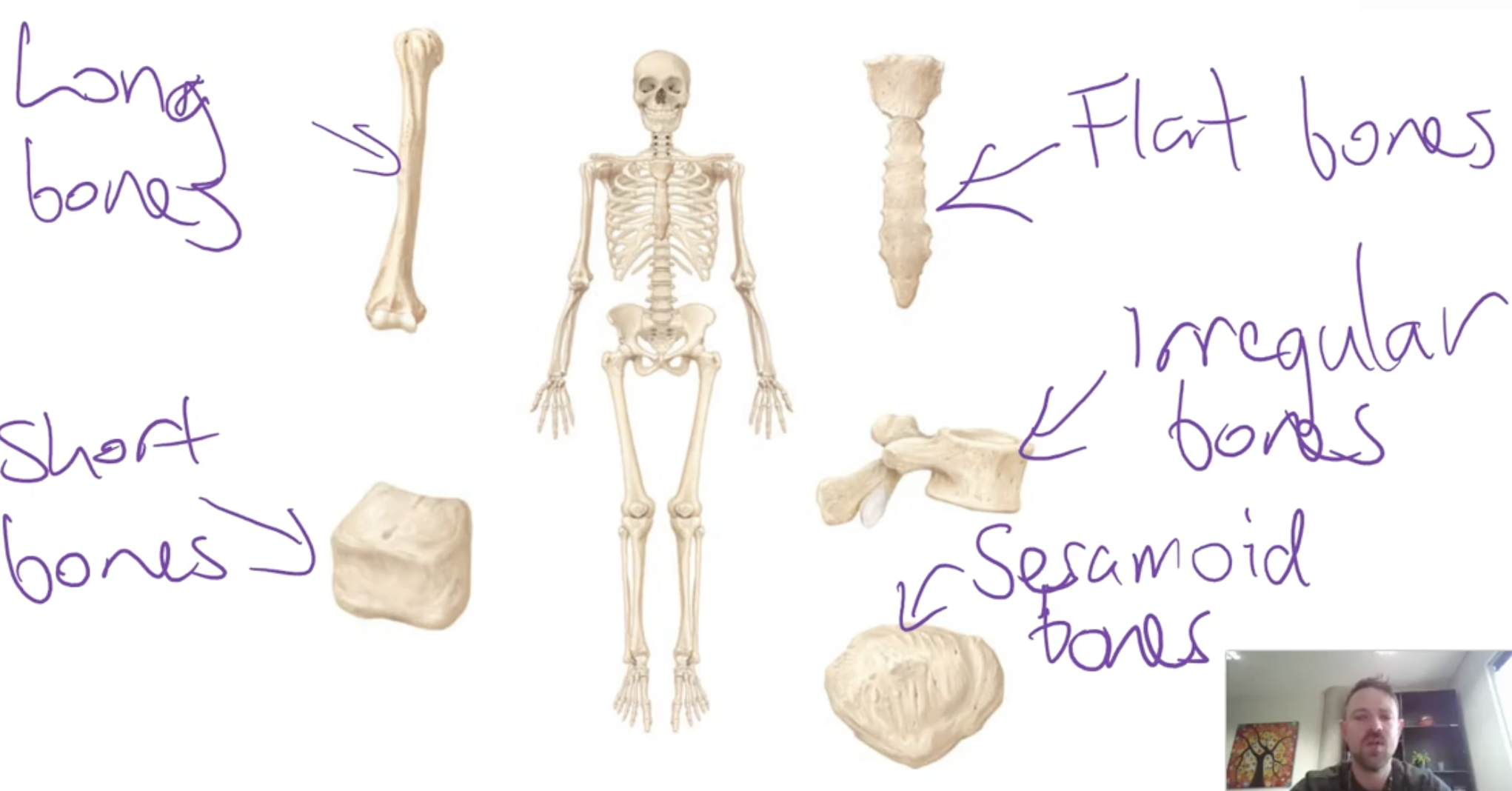 <p>-Long bones: Longer than they are wide</p><p></p><p>-Short bones: Roughly as wide as they are long and are somewhat cuboidal shape </p><p></p><p>-Flat bones: Largely flat bones </p><p></p><p>-Irregular bones: Do not fit into any other shape category </p><p></p><p>-Sesamoid: Bones that grow inside tendons</p>