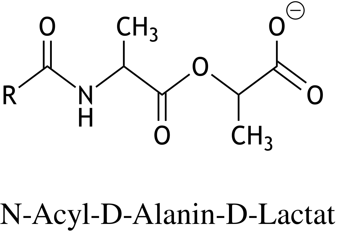 <p>64. A mutation-induced replacement of the C-terminal D-alanine with D-lactate in the D-alanine–D-alanine groups of peptidoglycan precursors in bacterial cell walls can lead to resistance of Gram-positive bacteria against the antibiotic vancomycin. The structural formula of this D-alanine–D-lactate group is shown below.</p><p>Through which type of chemical bond is D-lactate linked to D-alanine?</p><p>A. Amide bond</p><p>B. Anhydride bond</p><p>C. Ester bond</p><p>D. Isopeptide bond</p><p>E. Peptide bond</p>