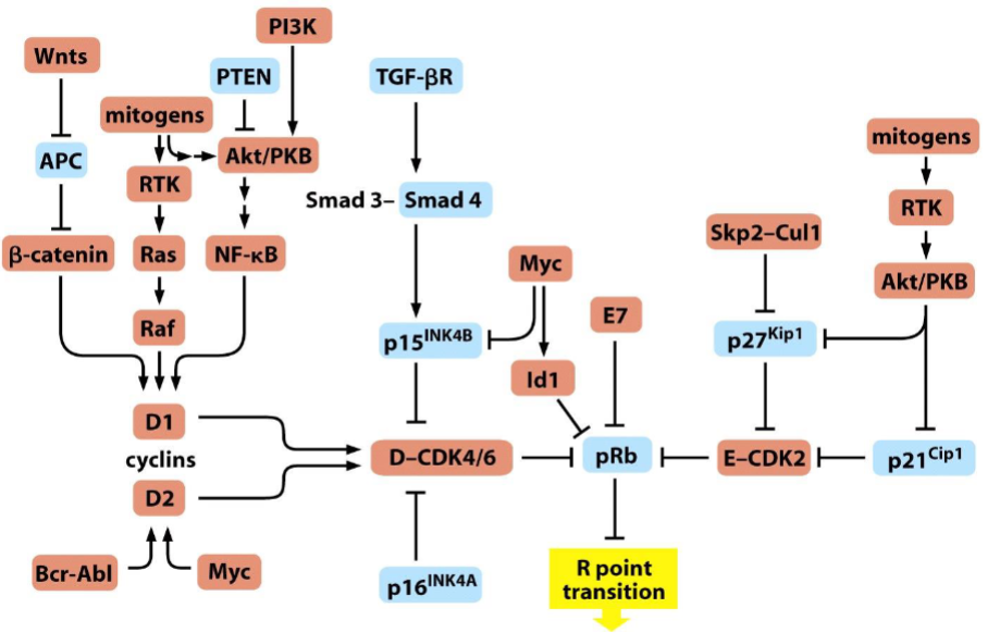 <p><span>Perturbation of the R-point transition in human tumors</span></p>