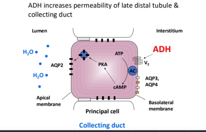 <p>A hormone that increases water reabsorption in the late distal tubule and collecting duct. </p><ul><li><p class="has-focus">With maximal levels of ADH tubular fluid reaches osmotic equilibrium with interstitial fluid as it flows down collecting duct</p></li></ul><p></p>
