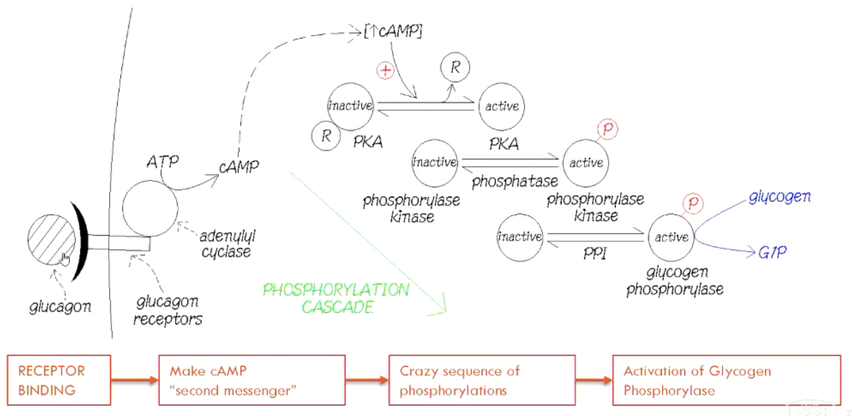 <ul><li><p>Glucagon activates <strong>glycogen phosphorylase</strong> via cAMP and protein kinase A (PKA).</p></li><li><p>The PKA activates glycogen phosphorylase, leading to glycogen breakdown and glucose release.</p></li></ul>
