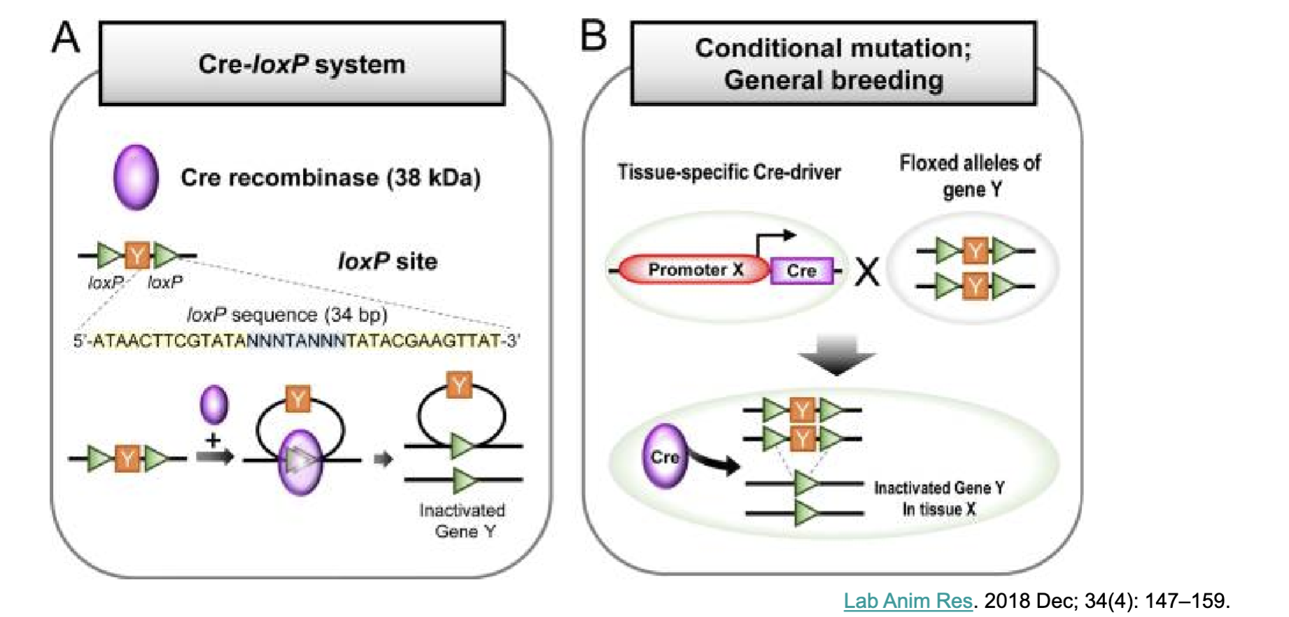 <p><span><strong><span>Cre-LoxP system to generate tissue-specific or cell-specific gene knockout mice</span></strong></span></p><p>Cre-Lox system discovered</p><p>before using whole body knockout mice not give enough information</p><p>but examining gene deletion in a type of cell type, liver, CD4 cells, heart, … understand the function better</p><p>A:</p><p>Cre-lox Cre recombinase (bacteria protein) generate mouse and over express Cre which recognizes specific sequence the loxP and catalyse recombination if Y gene (the flanked region gene will be deleted bc of Cre activity)</p><p>B:</p><p>other strands insert Lox P site and flank the gene for it to be removed, generate Cre in cell and cause gene deletion in that particular cell type of tissue but other parts are not affected= precise examination how that gene is expressed by certain cells ex: CD4 cell</p>