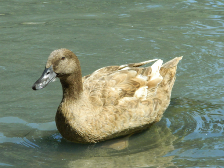 <p><span><span>duck</span></span></p>