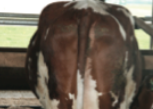 <p>What shape is the backend of cattle with a body score of 5 (on 5 point scale)</p>