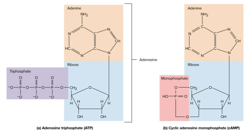 <p>Nucleotides</p>