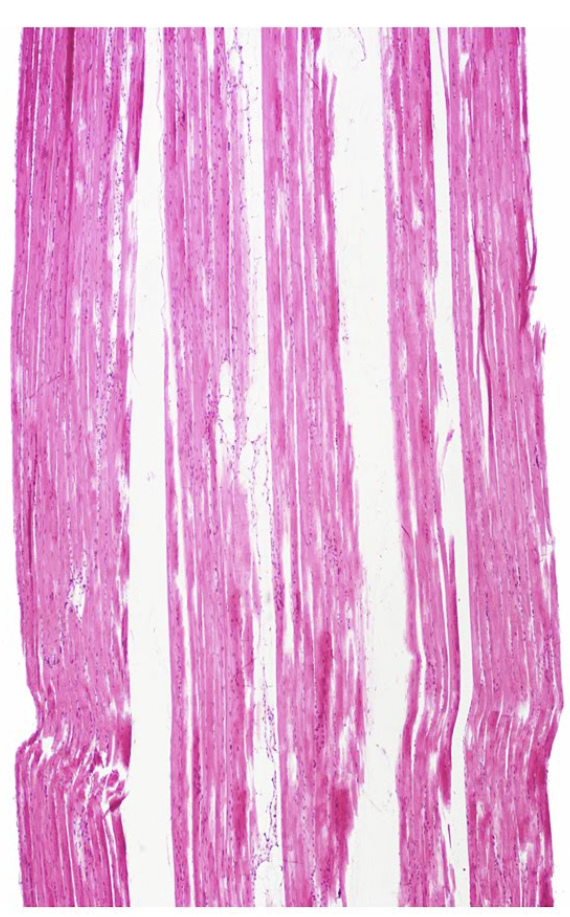 <p>Name the tissue.</p>