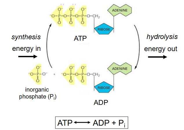 <p>ATP <-> ADP + Pi (inorganic phosphate)</p><p>- synthesis of ATP from ADP is endothermic (energy out)</p><p>- hydrolysis of ATP to ADP is exothermic (energy out)</p>