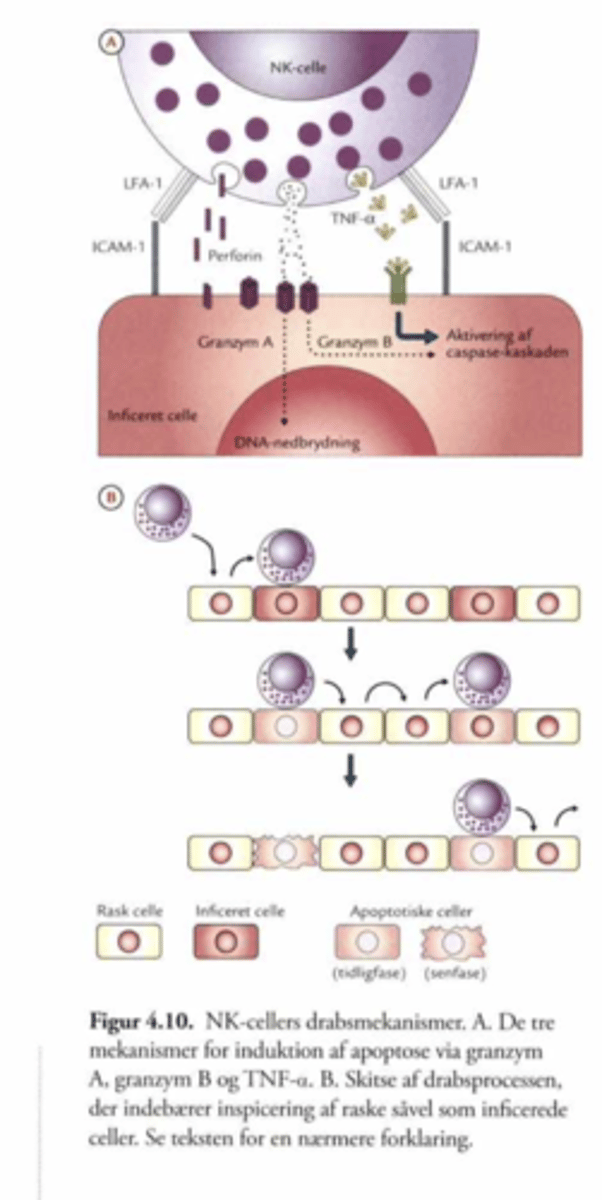 <p>NK cellen danner en synapse til målcellen.</p><p>Der er flere måder hvor på NK cellen kan dræbe de virusinficerede celler.</p><p>1. NK cellens granula indeholder perforiner der danner porer i målcellens membran. Hermed får granzymer og serin proteaser adgang til målcennels kerne og slår cellen ihjel.</p><p>2. Fas/Fasl interaktion:</p><p>NK cellen inducerer apoptose ved secernering af TNF-a. Dette gør at cellen går i apoptose og danner inflammation så virus ikke spredes</p>