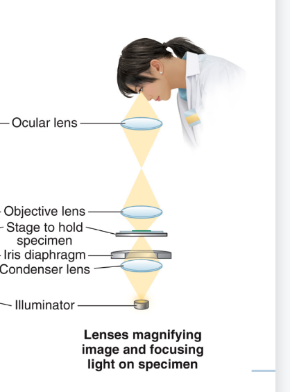 <p>What type of microscope is this displaying?</p>