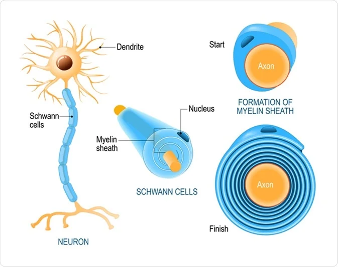 <p>a type of myelinating glia</p><ul><li><p>only in <strong>PNS</strong> </p></li><li><p>myelinates a <strong>single</strong> axon</p></li><li><p>regenerates (especially after a demyelinating disease) </p></li></ul>