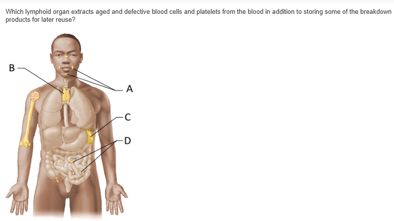 <table style="min-width: 25px;"><colgroup><col style="min-width: 25px;"></colgroup><tbody><tr><td colspan="1" rowspan="1" style="margin: 0px; padding: 0.3em; position: relative;"><p>A &nbsp; &nbsp; &nbsp; &nbsp;</p></td></tr><tr><td colspan="1" rowspan="1" style="margin: 0px; padding: 0.3em; position: relative;"><p>B &nbsp; &nbsp; &nbsp; &nbsp;</p></td></tr><tr><td colspan="1" rowspan="1" style="margin: 0px; padding: 0.3em; position: relative;"><p>C &nbsp; &nbsp; &nbsp; &nbsp;</p></td></tr><tr><td colspan="1" rowspan="1" style="margin: 0px; padding: 0.3em; position: relative;"><p>D &nbsp; &nbsp; &nbsp; &nbsp;</p></td></tr></tbody></table><p></p>