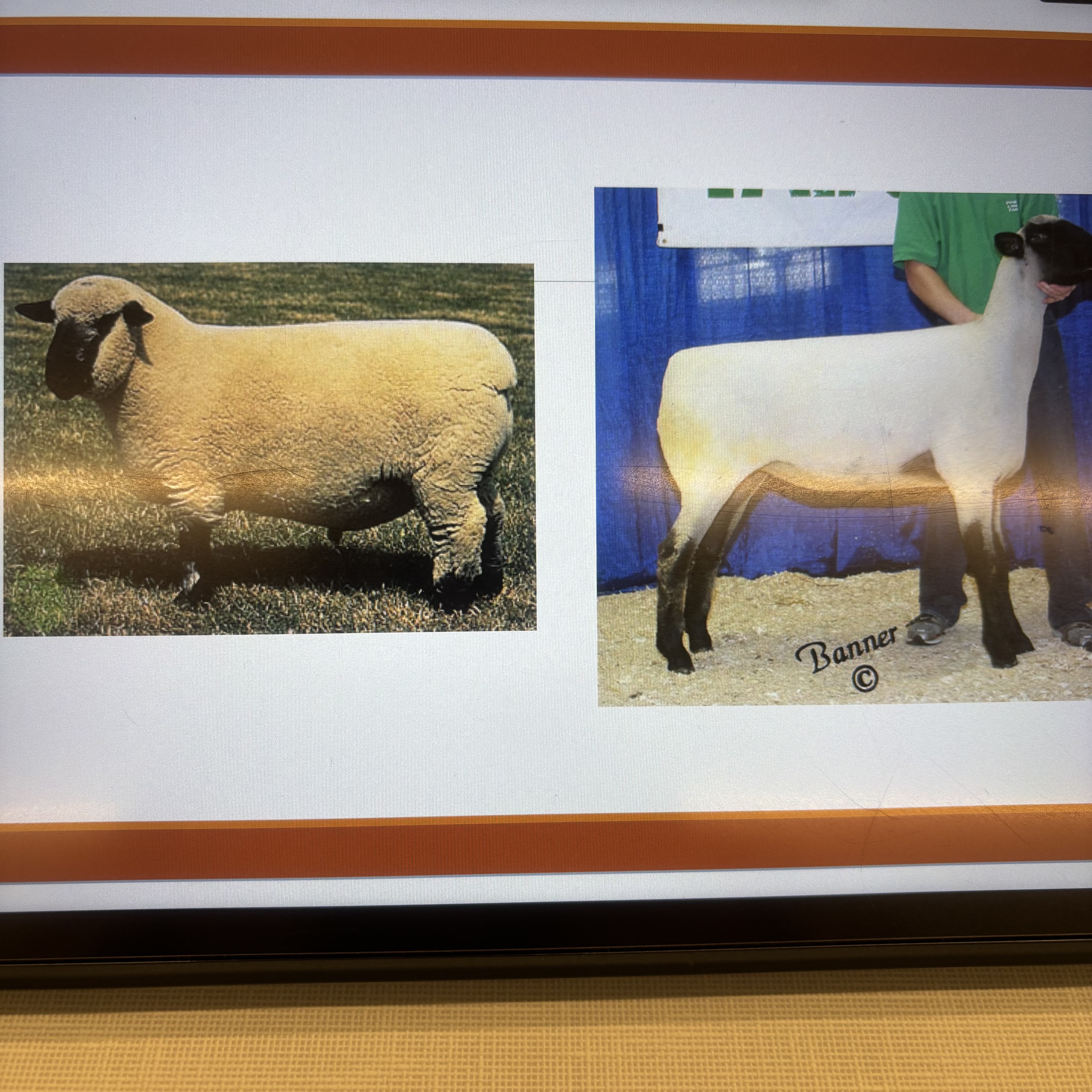 <p>What breed ?</p>