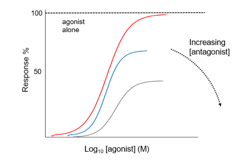 Binds and antagonizes response by blocking later in the pathway from receptor activation to response.