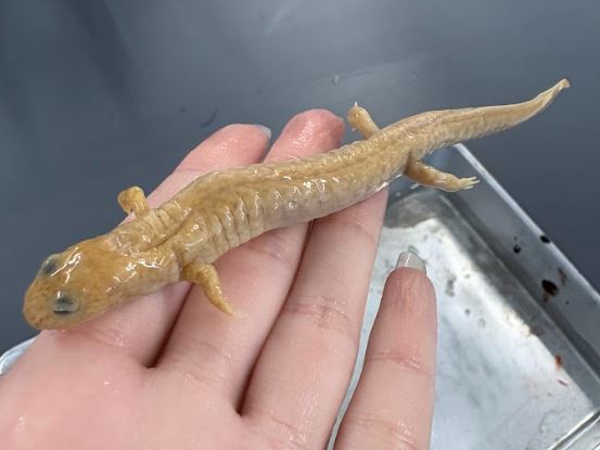 <p>Gyrinophilus porphyriticus. Plethodontidae.</p>