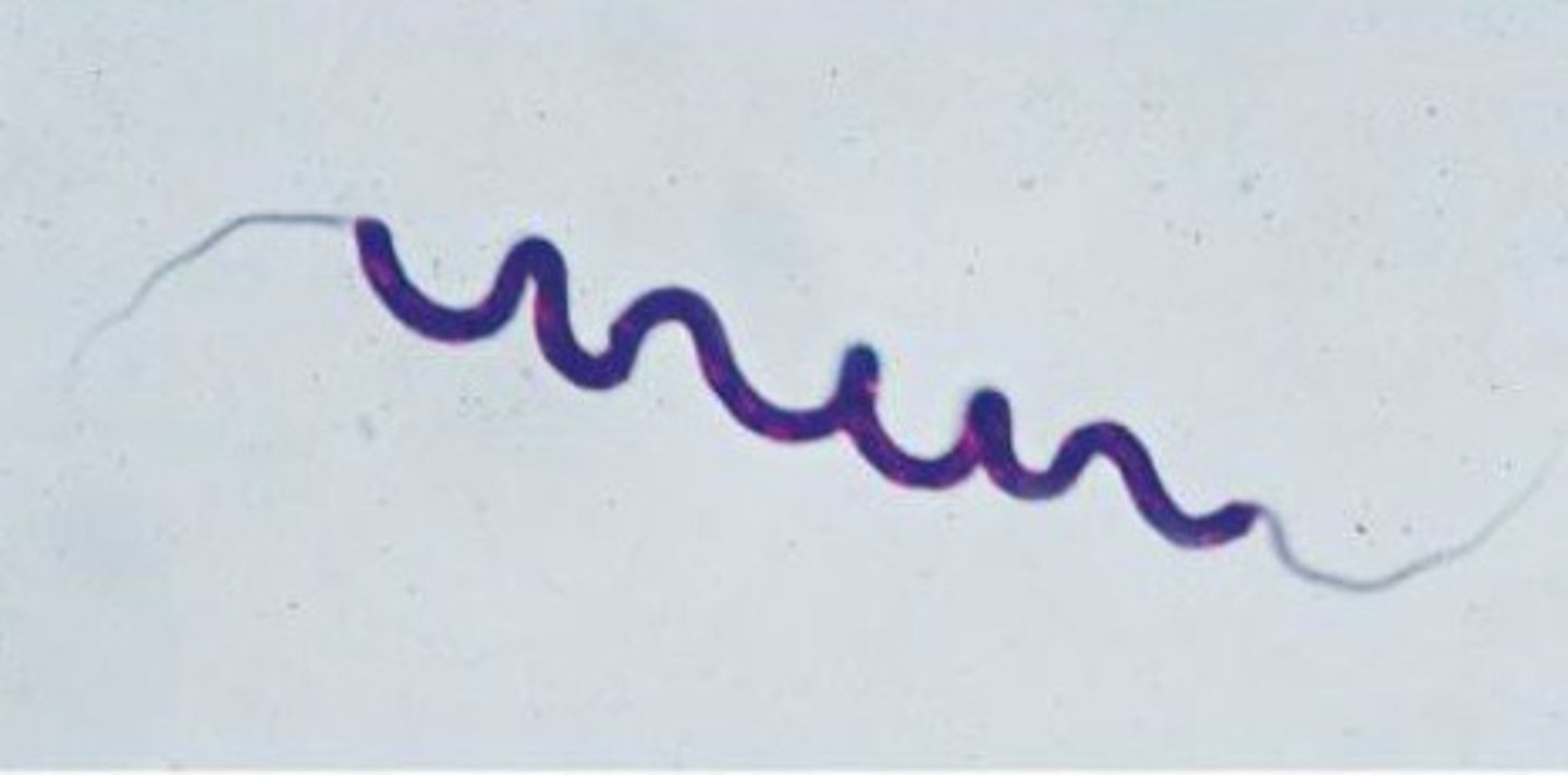<p>flagella at both ends of cell</p>