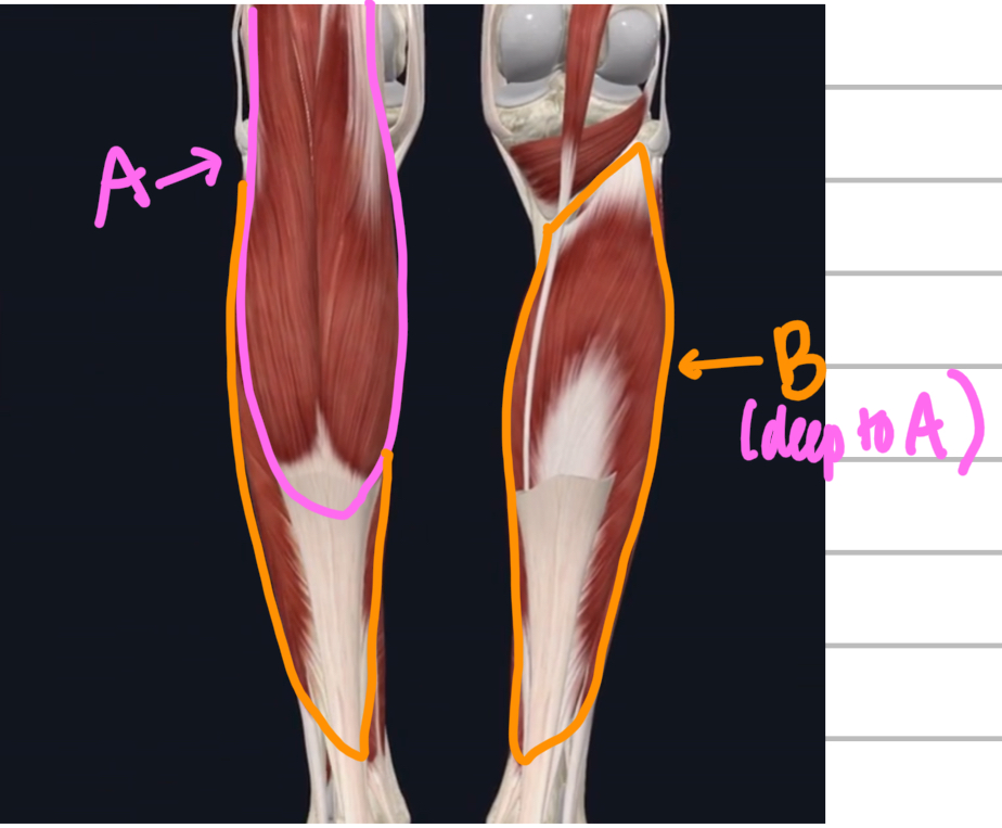 <p>Name these posterior muscles of the lower leg. </p>