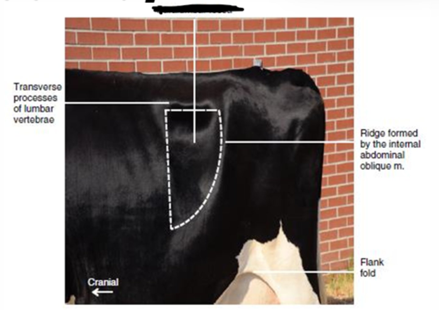 <p>Bovine important surgical and clinical area</p><p>Boundaries-</p><p>Cranially: last rib</p><p>Dorsally: transverse processes of lumbar vertebrae</p><p>Caudally: craniodorsal edge of the internal abdominal oblique m.</p>