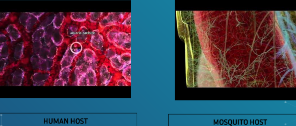 <ul><li><p>Malaria is the caused by five plasmodia species: Plasmodium vivax, Plasmodium malrie, PLasmodium ovale, Plasmodium knowlesi, and Plasmodium falciparum</p></li><li><p>The vector and definitive host is the <strong><u>female Anopheles mosquito.</u></strong></p></li><li><p>The sexual cycle (sporogony) occurs primarily in mosquitos; and the asexual cycle (schizogony) occurs in humans (intermediate hosts)</p></li><li><p>Occurs worldwide, primarily in tropical and subtropical areas, especially in Asia, Africa, and Central and South America</p></li></ul><p></p>