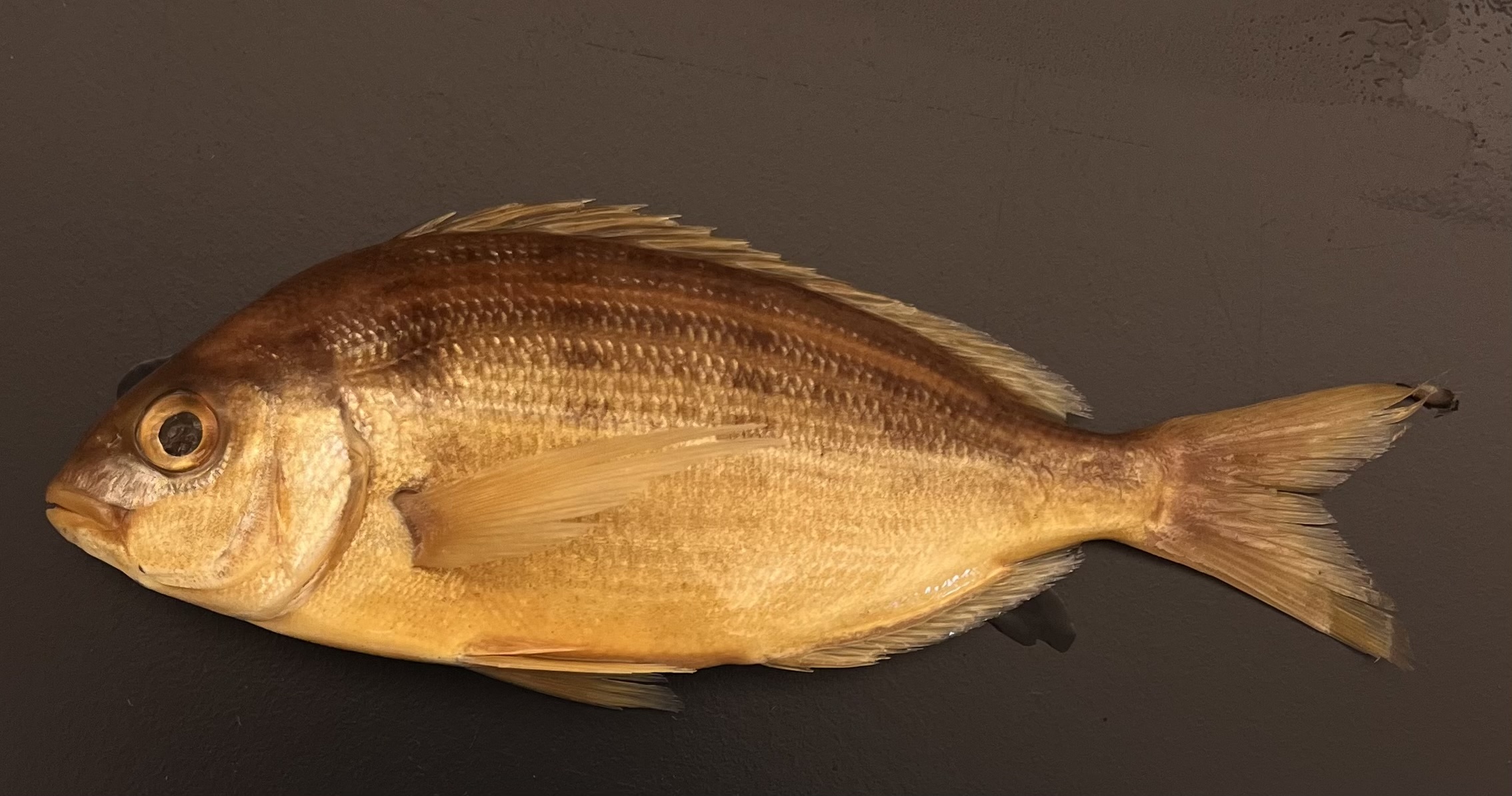 <p>Porgies</p>