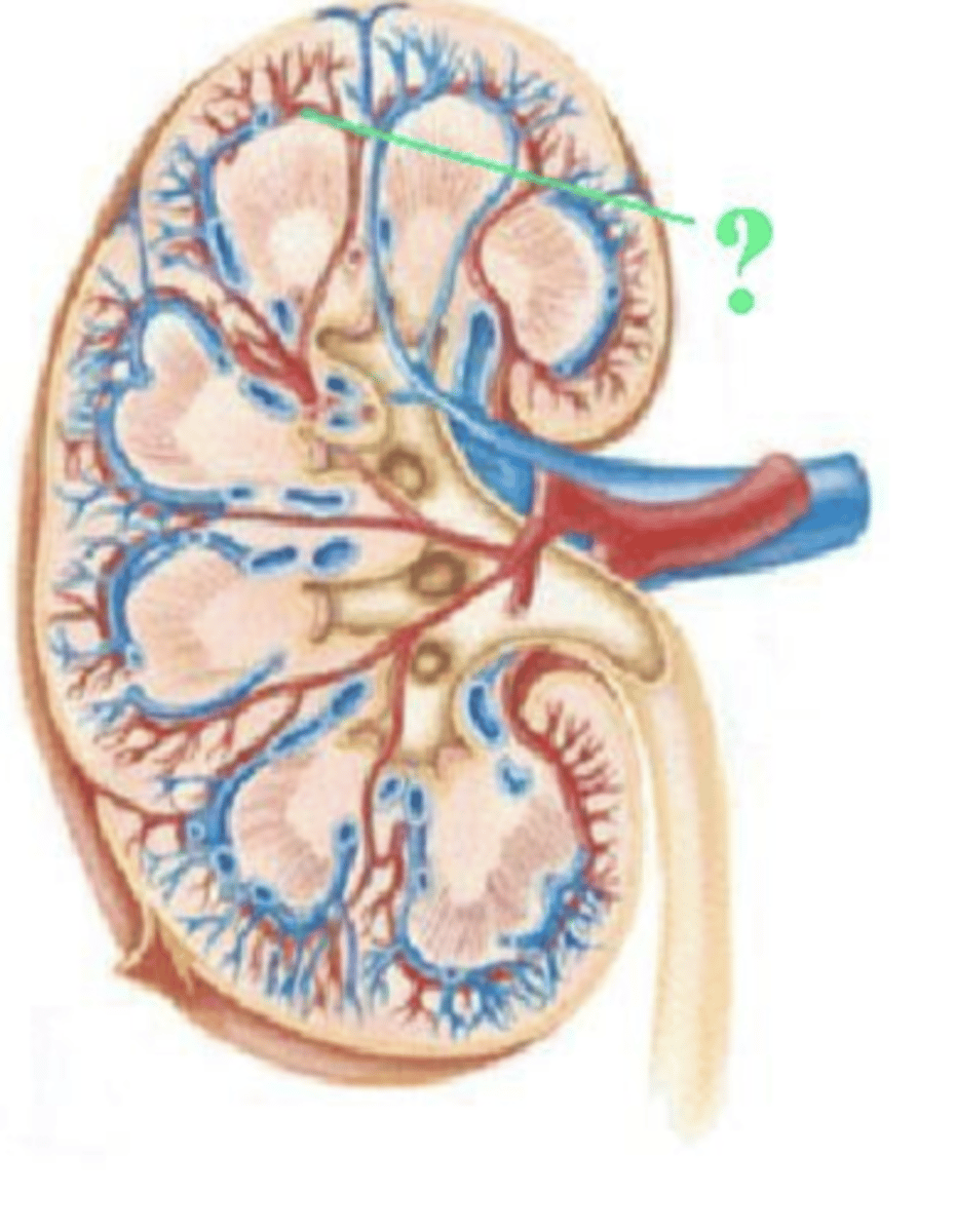 <p>arcuate artery</p><p>(by the interlobar vein)</p>