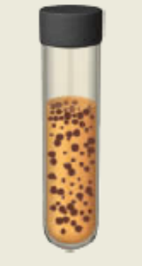 <p>fermentative and cannot use oxygen for growth, but they tolerate it fairly well</p>