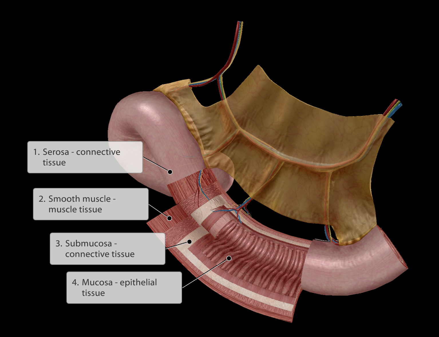 <p></p><p></p><p>4 Layers:</p><ol><li><p><strong><em>Serosa layer</em></strong> - Outer layer of <u>connective</u> tissue</p><p>a. Membrane surrounding the GI tract</p></li><li><p><strong><em>Muscularis layer</em></strong> - Next inner layer of <u>smooth muscle</u> cells</p></li><li><p><strong><em>Submucosa layer </em></strong>- Next inner layer of <u>connective tissue</u></p></li><li><p><strong><em>Mucosa</em></strong> - Inner layer of <u>epithelial</u> tissue</p><p>a. Simple epithelium to maximise ability to absorb nutrients from food</p></li></ol><p></p>