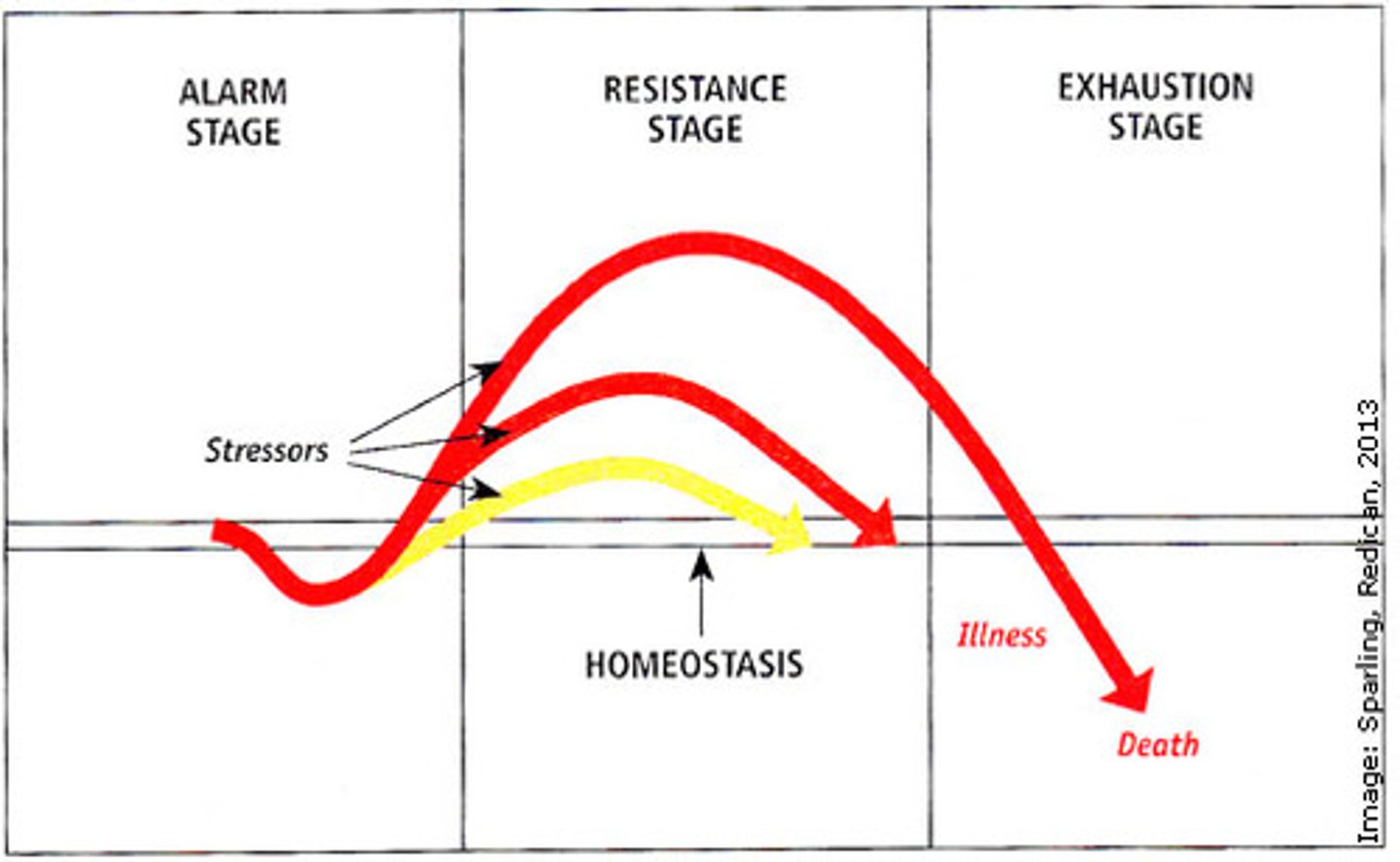 <p>• The General Adaptation Syndrome, or GAS, describes three stages of the stress process:</p><p>• How people react to stressors</p><p>• Stage 1: Alarm - where the person encounters the stressor, mobilize the resources</p><p>• Stage 2: Resistance - where you learn to cope with the stressor</p><p>• Stage 3: Exhaustion - reserves depleted</p>