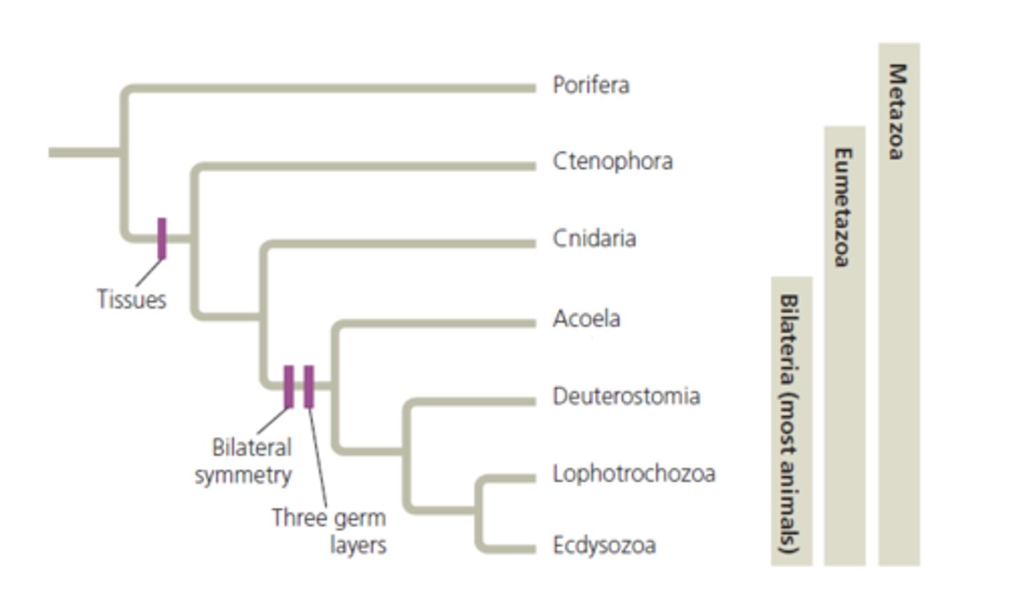 <p>Porifera</p><p>3 multiple choice options</p>