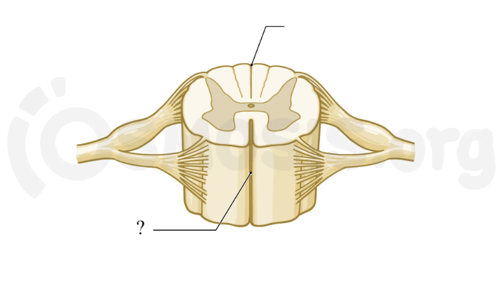 <p>anterior deep groove of the spinal cord</p>