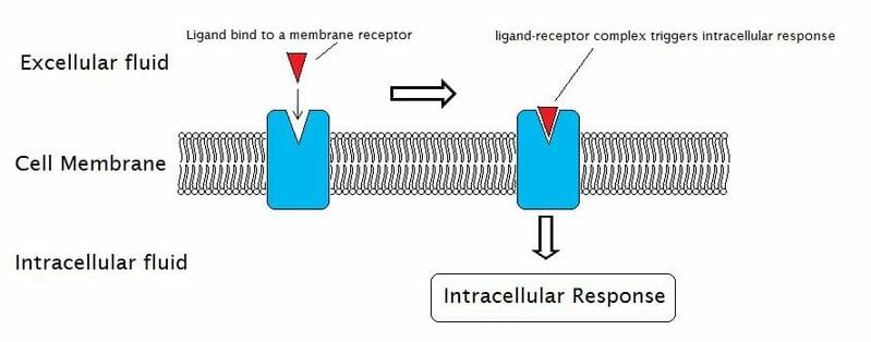 a molecule on cell membranes that detects signals outside of the cell