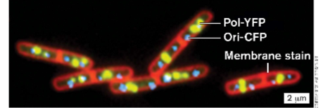 <p>what microscope creates this image?</p>