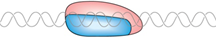 <p>The phase of initiation of transciption that involves the binding of the RNA polymerase to the promoter. The enzyme is bound to one face of the helix and the DNA stays double stranded.</p>