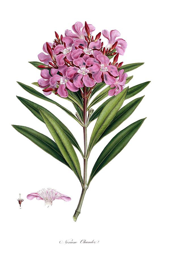 Common oleander