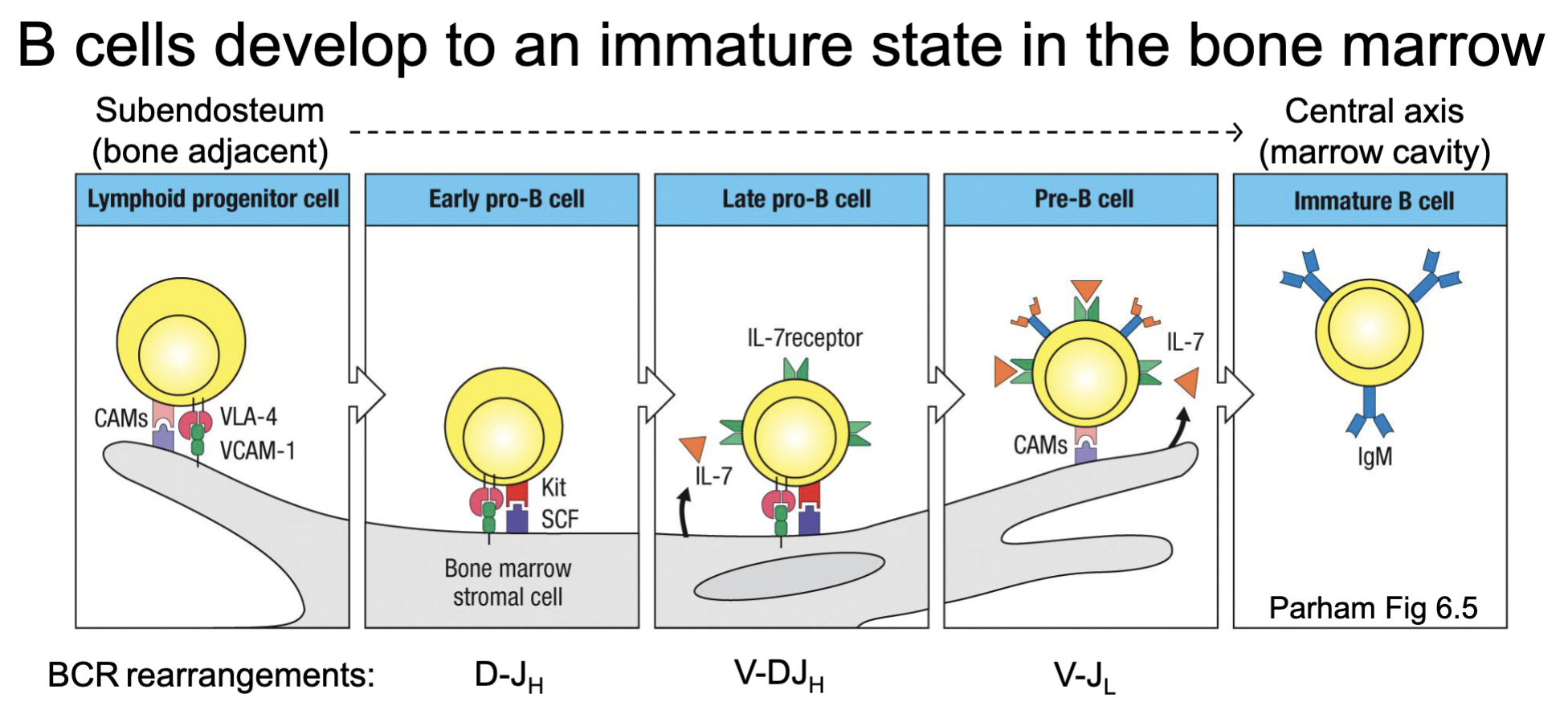 <p>early pro-B cells starts to have D-J rearrangement</p><p>late pro-B cell will have some selection</p>