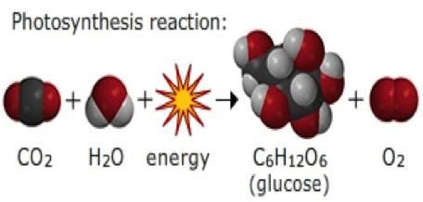 <p>6CO2 + 6H2O → C6H12O6 + 6O2.</p>